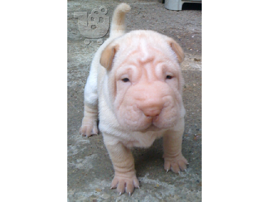 shar pei πωλουνται